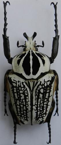 Goliathus goliatus meleagris
